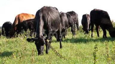 近，在草甸，在农场，大黑系，繁殖奶牛，公牛正在放牧.. 夏天温暖的一天。 肉牛